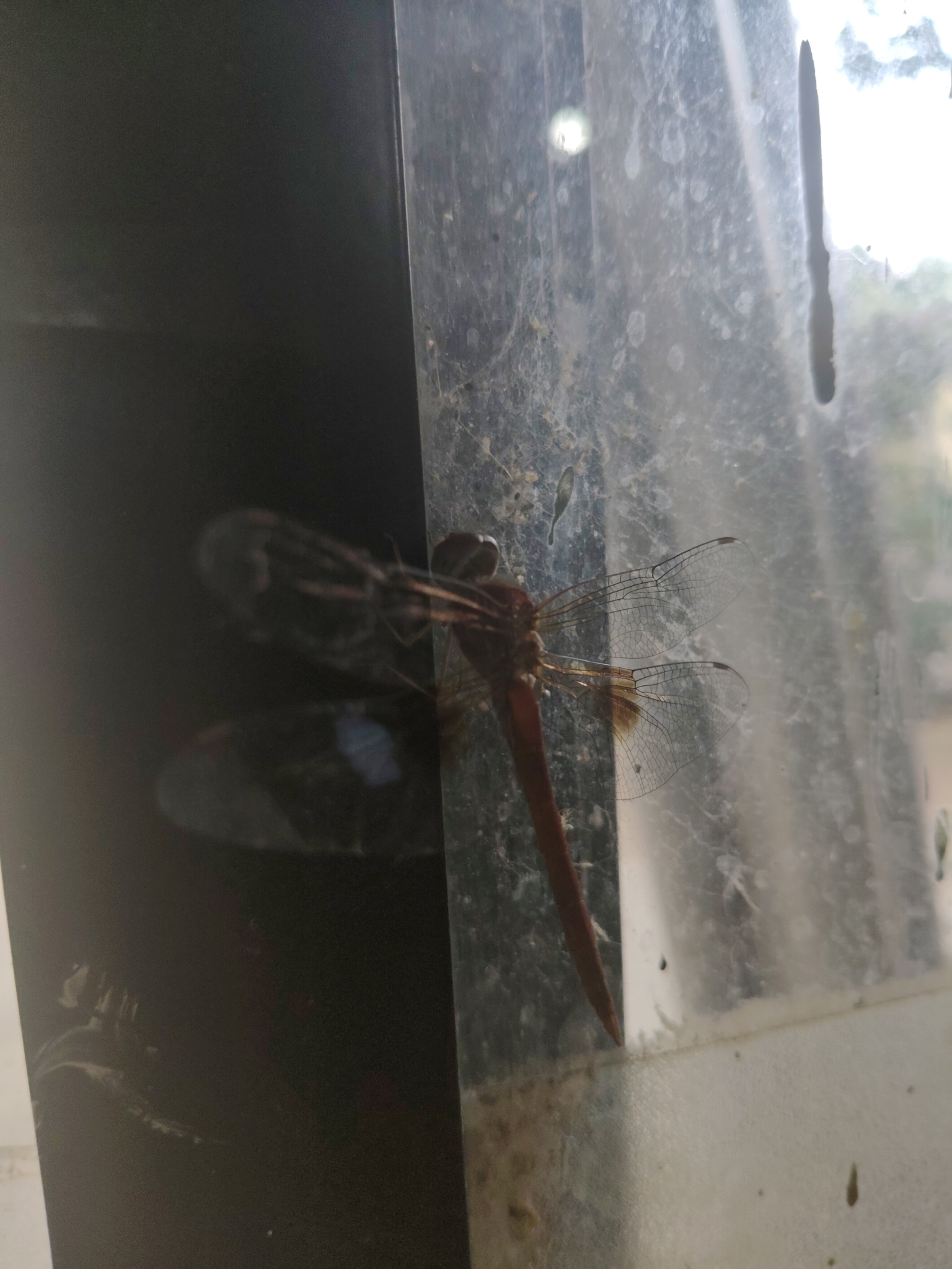 Coral-Tailed Cloudwing
