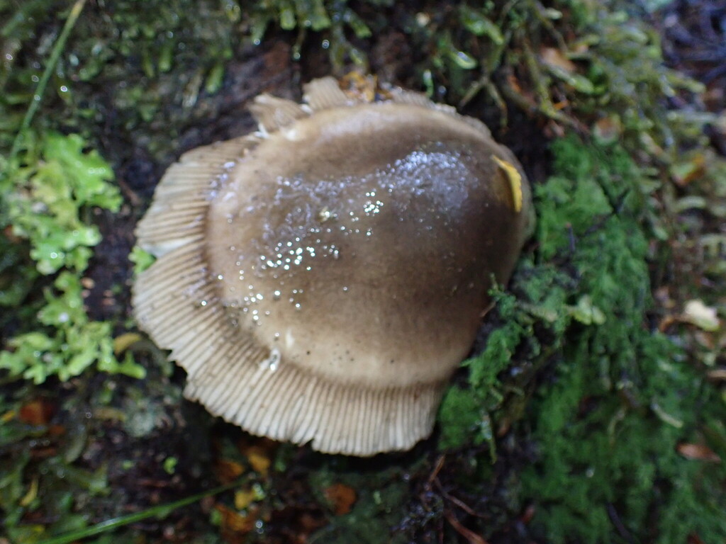 Amanita pekeoides · April 2025 · photo: © predomalpha (iNaturalist, cc-by)