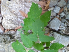 Acer negundo texanum