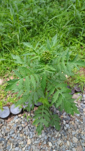 Erechtites valerianifolius iNat (3)