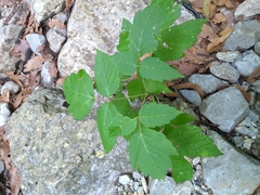Acer negundo texanum