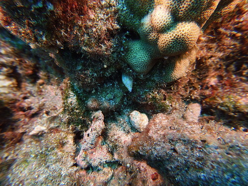 Tridentarius dentatus observed 2025-05-10