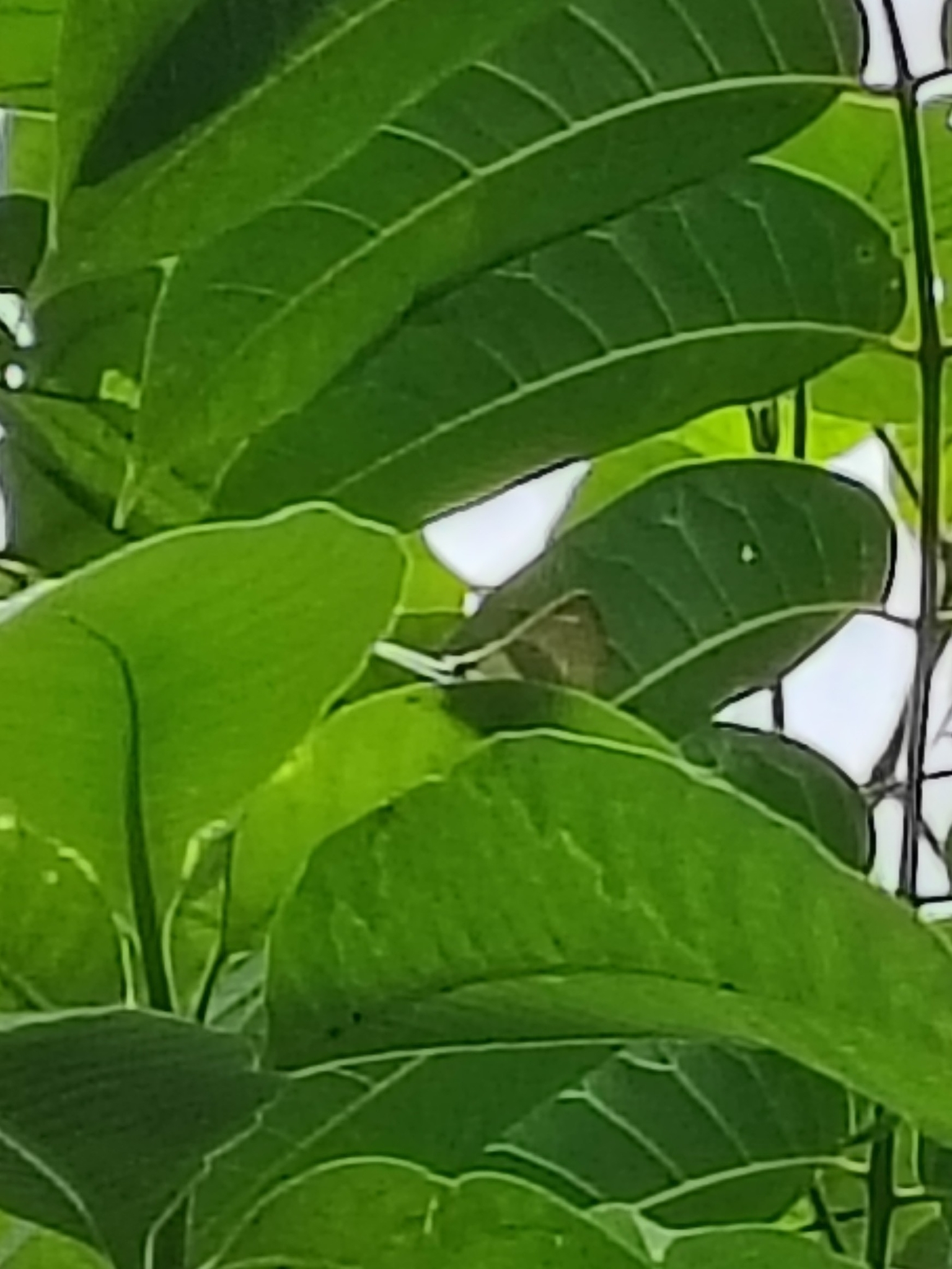 Common Imperial