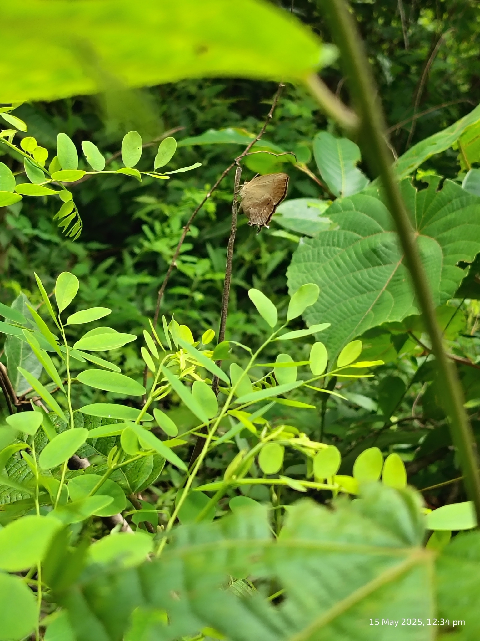 Common Acacia Blue