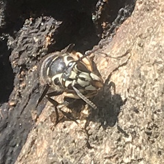 Dolichovespula maculata
