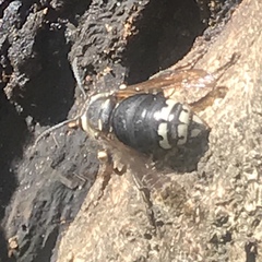 Dolichovespula maculata