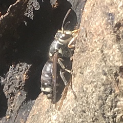 Dolichovespula maculata