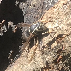 Dolichovespula maculata