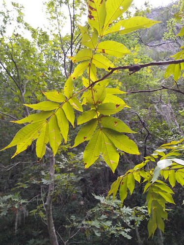 Mexican Hickory