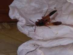 Rhynchium oculatum