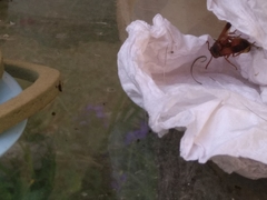 Rhynchium oculatum