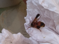 Rhynchium oculatum