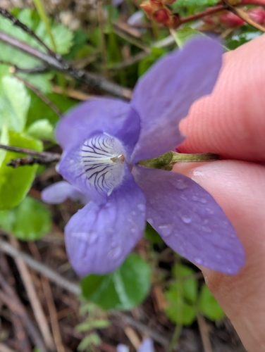 Viola howellii