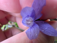 Viola howellii, photograph (c) Simone Littledale, some rights reserved (CC BY)