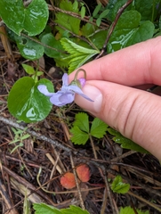 Viola howellii, photograph (c) Simone Littledale, some rights reserved (CC BY)