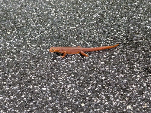 iNaturalist observation photo of California Newt