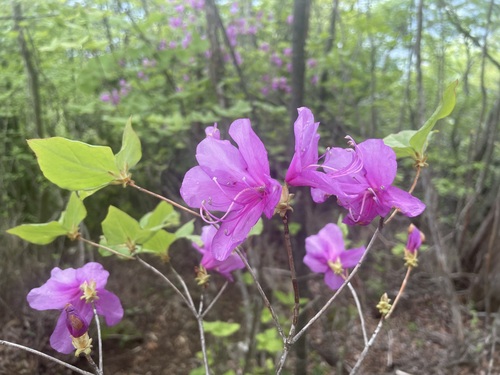 Rhododendron wadanum (Rhododendron wadanum)