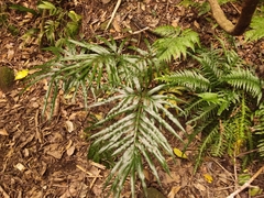 Pteris umbrosa