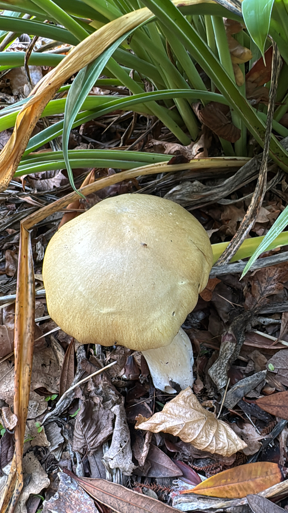 Stropharia rugosoannulata lutea · May 2025 · photo: © duaneg (iNaturalist, cc-by)