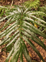 Pteris umbrosa
