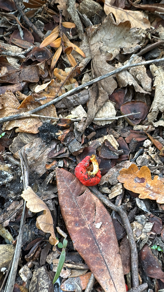 Leratiomyces erythrocephalus · May 2025 · photo: © duaneg (iNaturalist, cc-by)