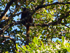 Eulemur rufifrons