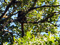 Eulemur rufifrons