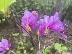 Rhododendron wadanum, photograph (c) Marco Mussita, some rights reserved (CC BY)