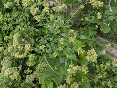 Mirabilis nyctaginea