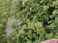 Mirabilis nyctaginea