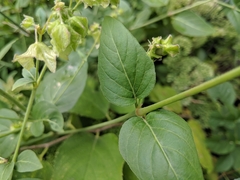 Mirabilis nyctaginea