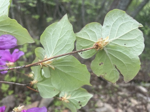 Rhododendron wadanum, photograph 3