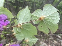 Rhododendron wadanum, photograph (c) Marco Mussita, some rights reserved (CC BY)