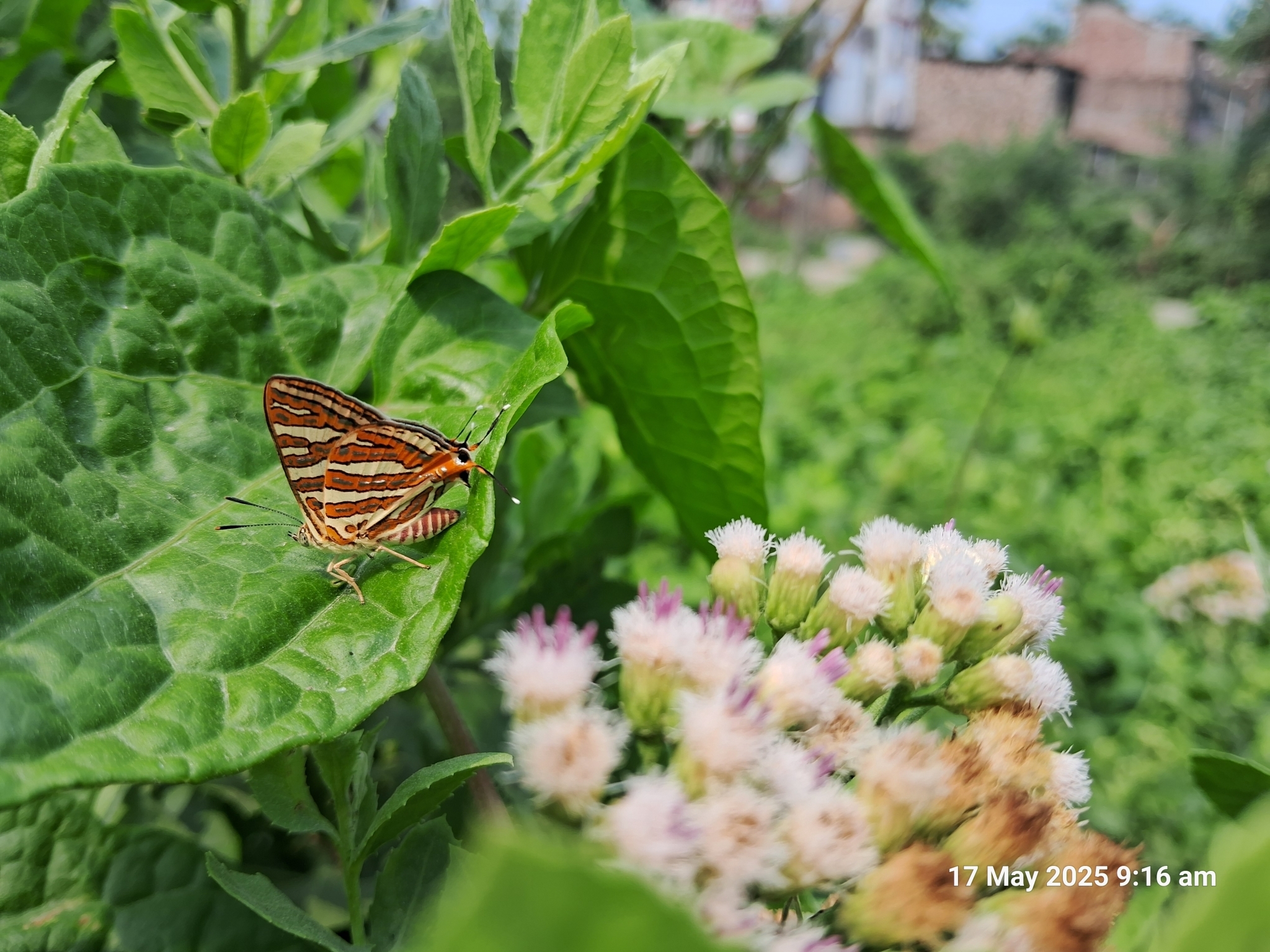 Common Silverline