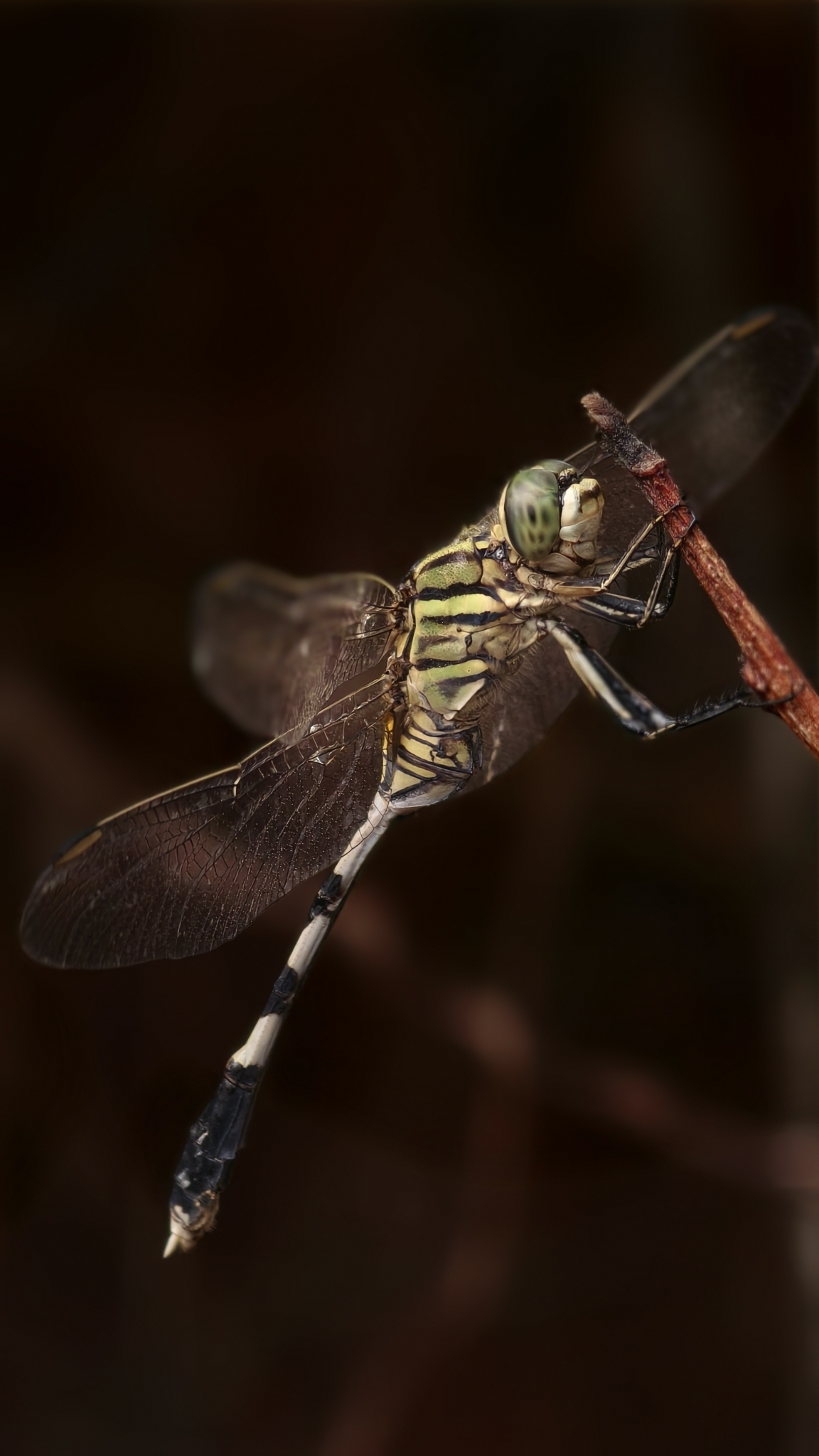 Slender Skimmer