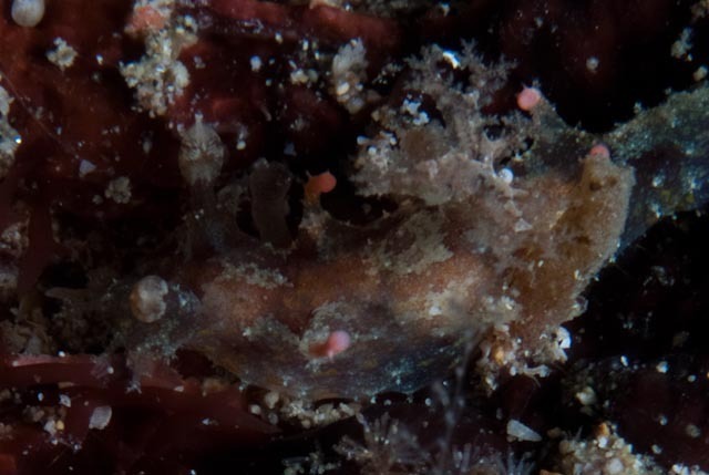 Filigreed Lightbulb Dorid