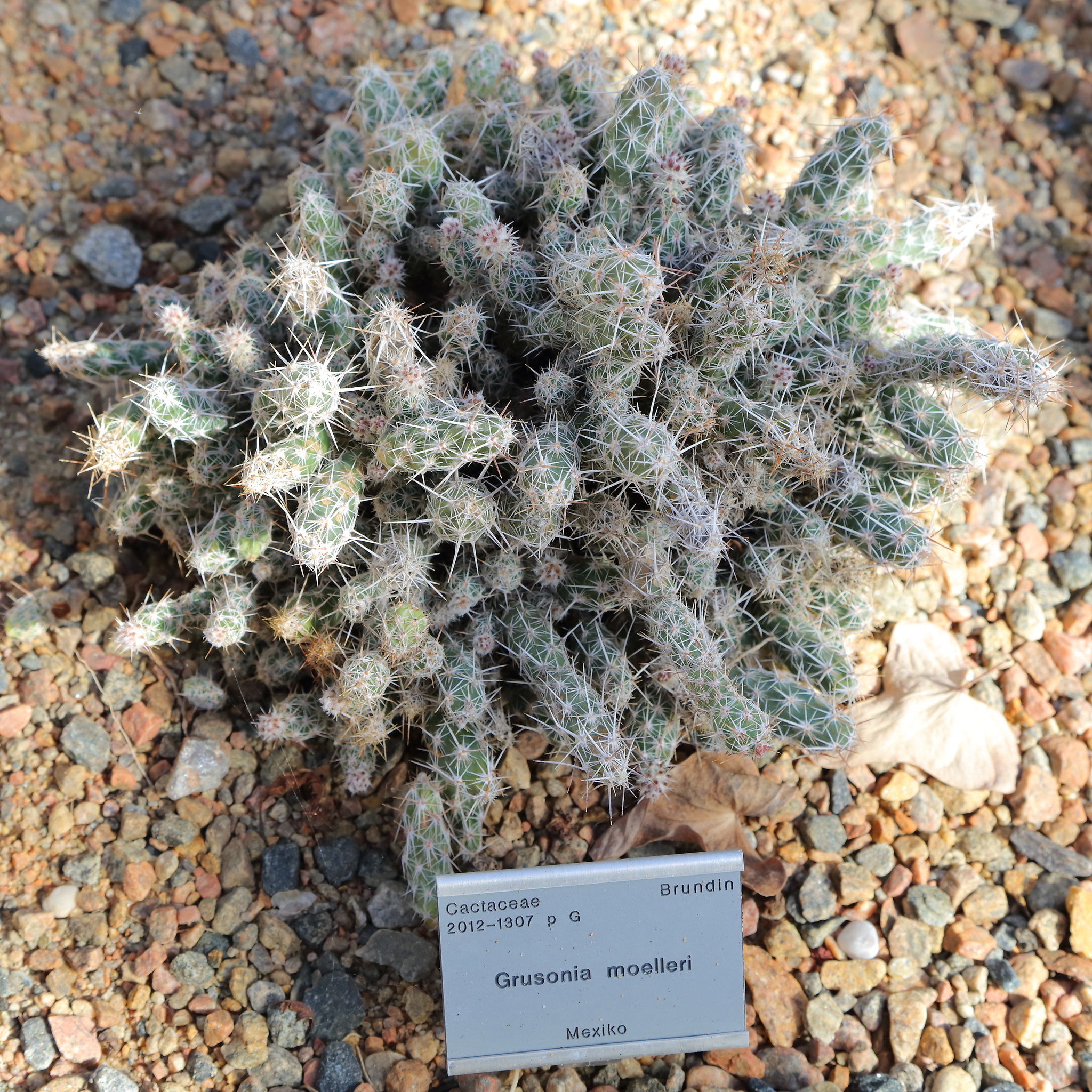 Corynopuntia moelleri