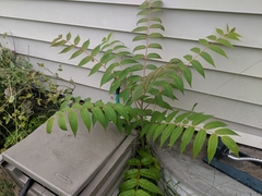 Ailanthus altissima