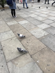 Columba livia domestica
