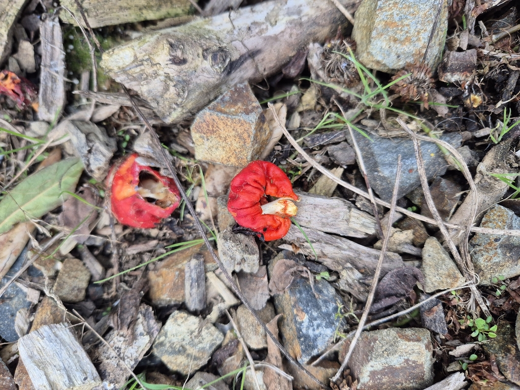 Leratiomyces erythrocephalus · May 2025 · photo: © rempson (iNaturalist, cc-by)