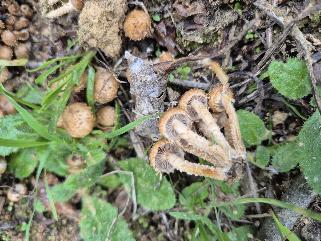 Pholiota subflammans · May 2025 · photo: © rempson (iNaturalist, cc-by)
