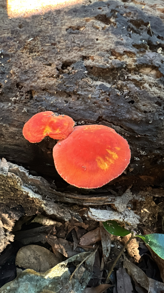 Pluteus aurantiorugosus · May 2025 · photo: © duaneg (iNaturalist, cc-by)
