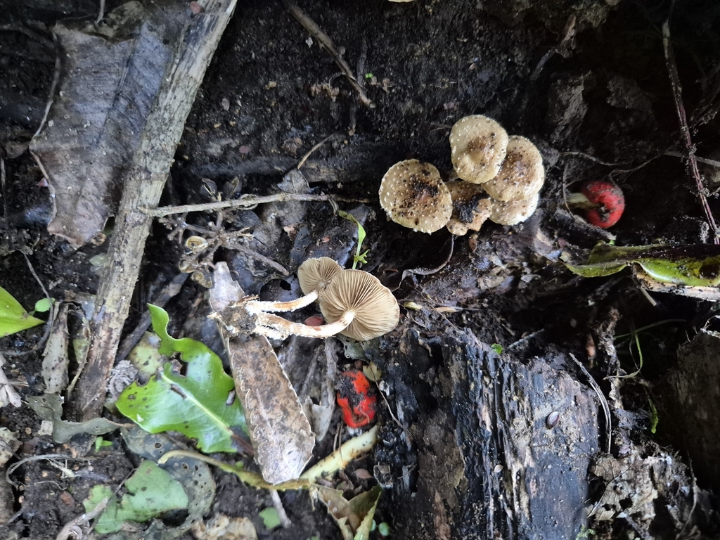 Pholiota subflammans · May 2025 · photo: © rempson (iNaturalist, cc-by)