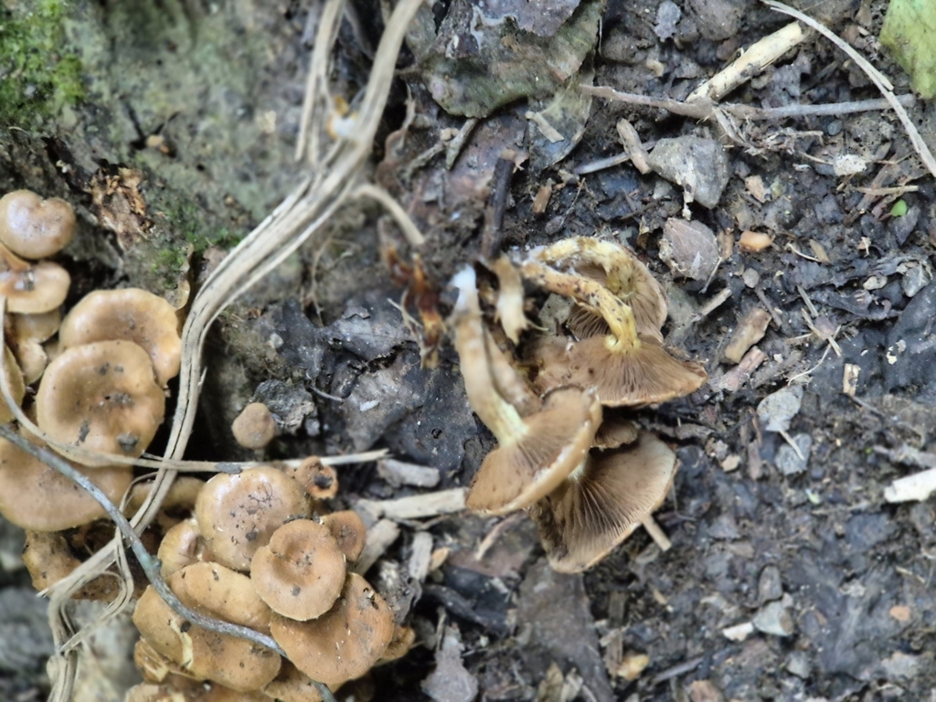 Pholiota subflammans · May 2025 · photo: © rempson (iNaturalist, cc-by)