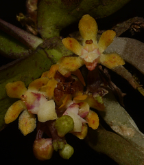 Smithsonia straminea