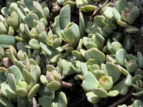 Cream stonecrop