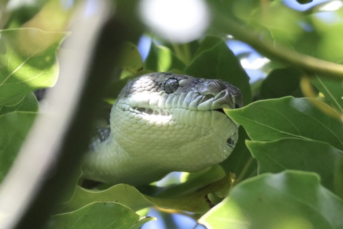 Coastal Carpet Python sighting