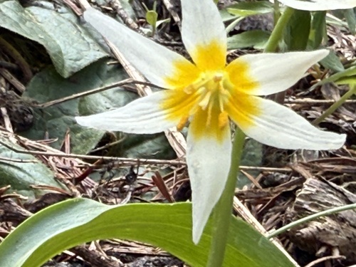 Klamath fawnlily (Erythronium klamathense)