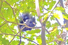 Sciurus carolinensis