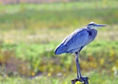 Ardea herodias